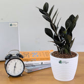 ZZ Plant Black Raven, with 5.5 inches white decor pot